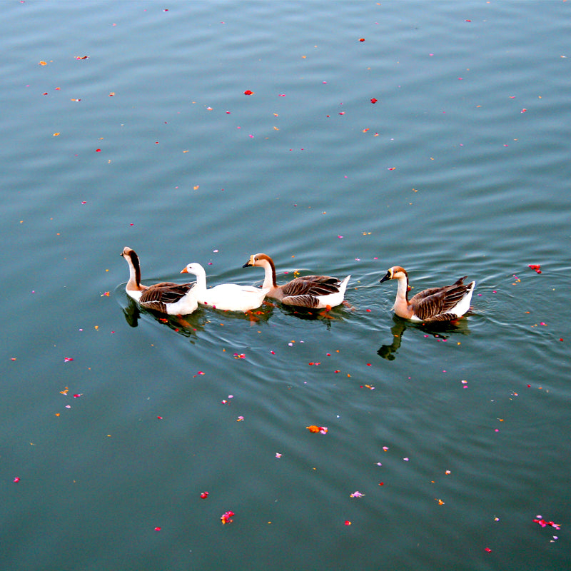 Rajasthan - Ducks in Pushkar Lake  (with Frame)