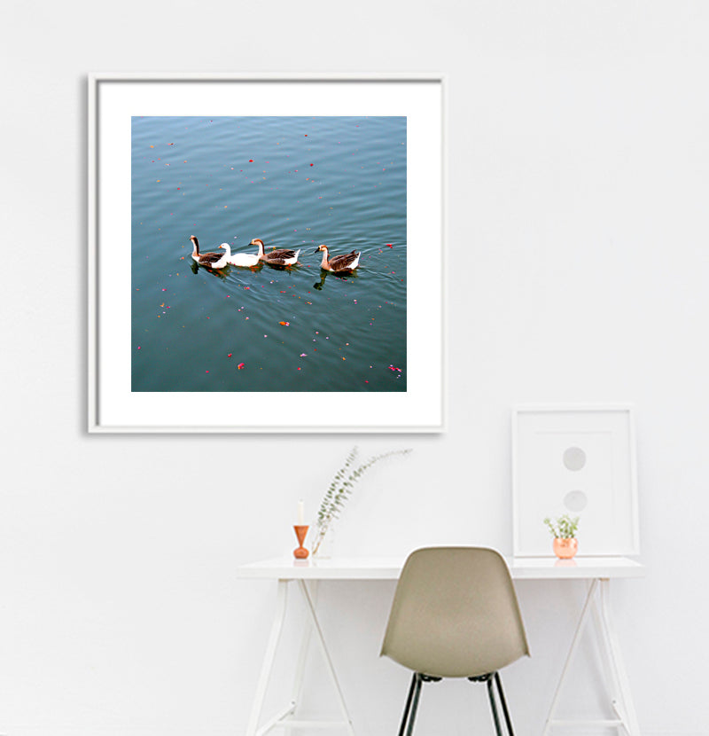 Rajasthan - Ducks in Pushkar Lake  (with Frame)