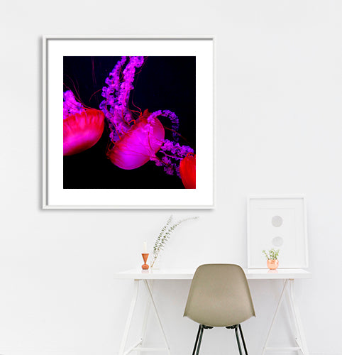 Dubai - Jelly Fish (with Frame)