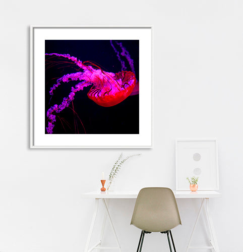 Dubai - Jelly Fish (with Frame)