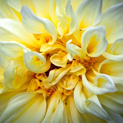 Ladakh - Srinagar Mughal Garden Dahlia Close up (with Frame)