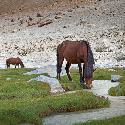 Ladakh - Horse near Nubra Valley (with Frame)