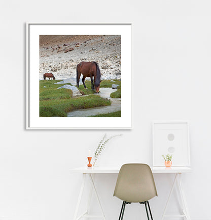 Ladakh - Horse near Nubra Valley (with Frame)