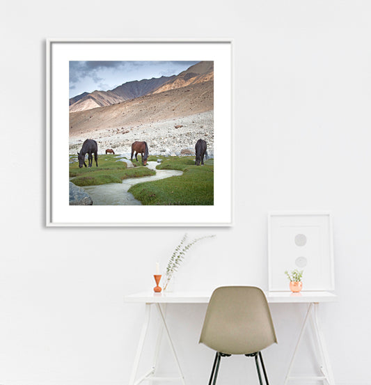 Ladakh - Horse near Nubra Valley (with Frame)