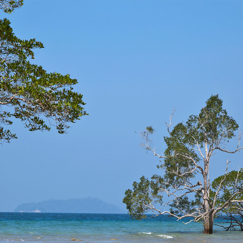 Andaman - Sea Scape with Trees (with Frame)