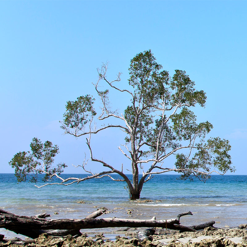 Andaman - Sea Scape with Trees (with Frame)