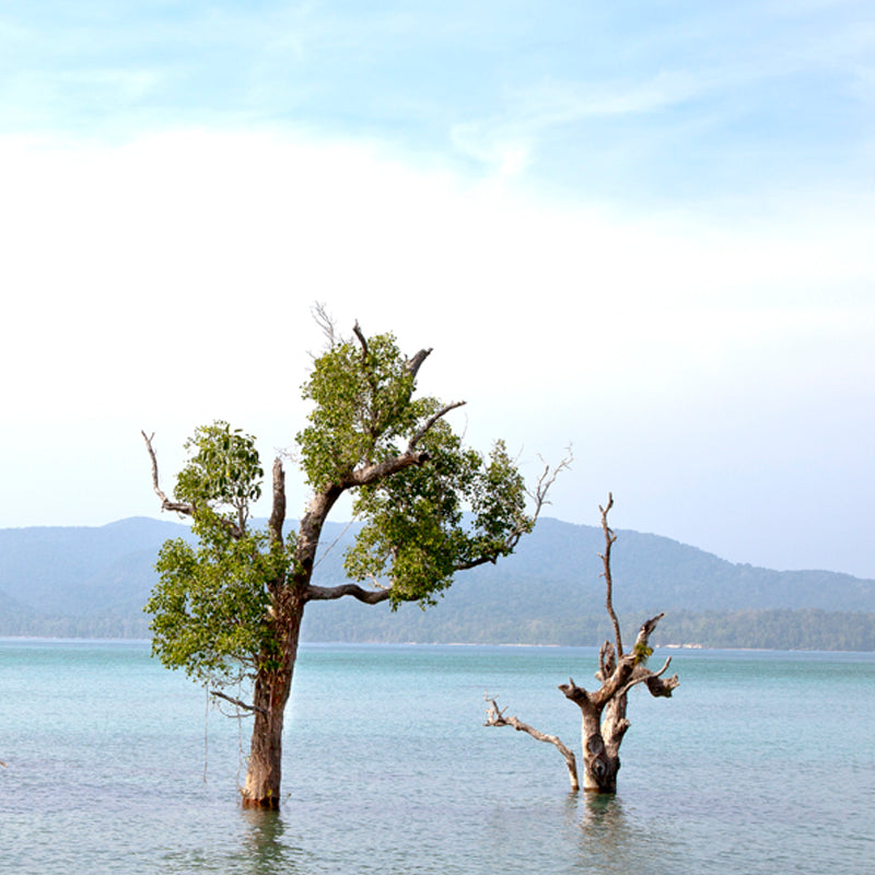 Andaman - Sea Scape with Trees (with Frame)