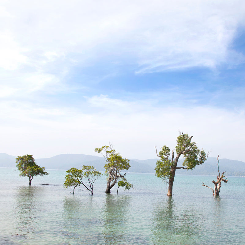 Andaman - Sea Scape with Trees (with Frame)